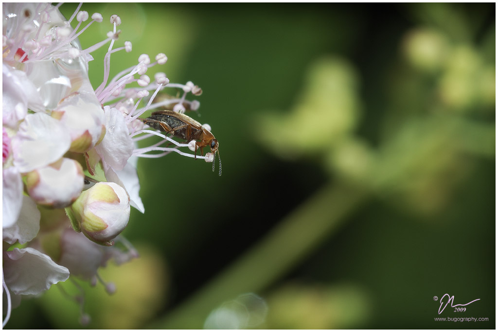 beetleflowers.jpg