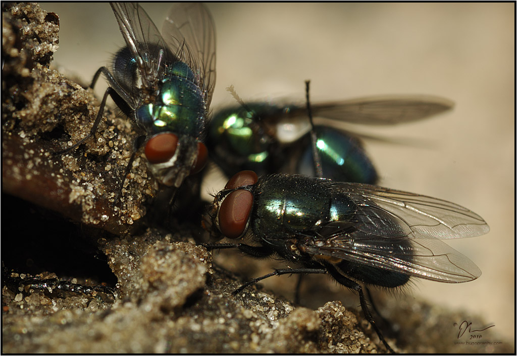 bottleflies.jpg