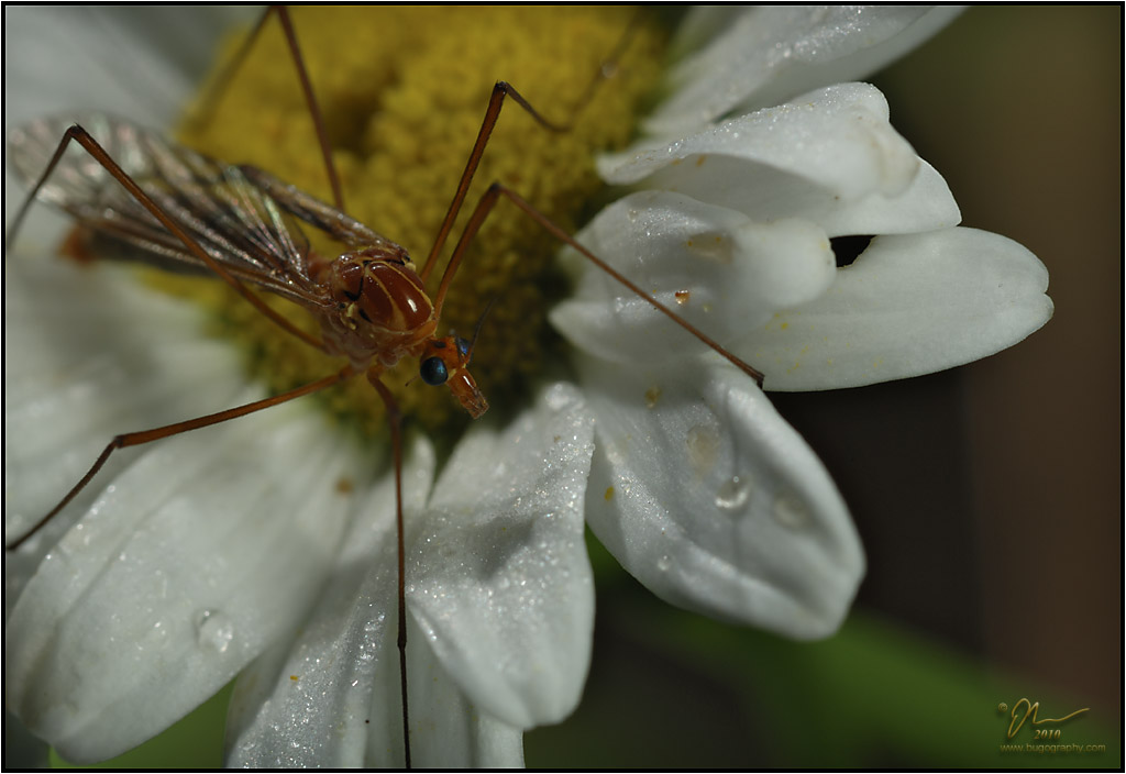 cranefly5.jpg