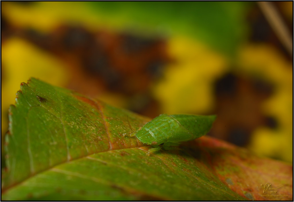 leafhopper4.jpg