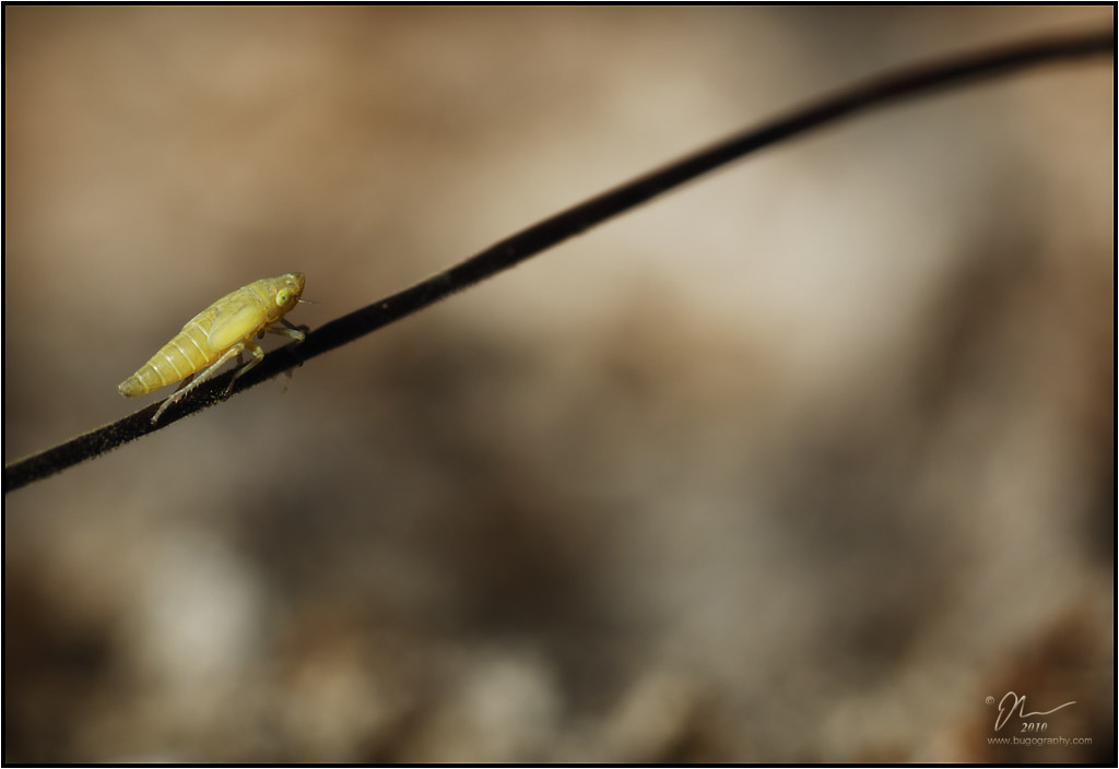 leafhopper5.jpg