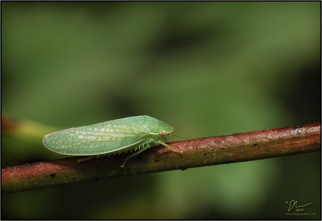 leafhopper7.jpg