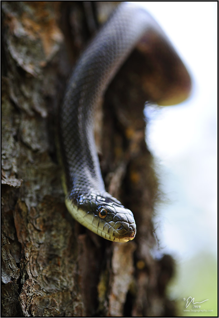 snake4.jpg
