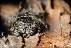 spider85