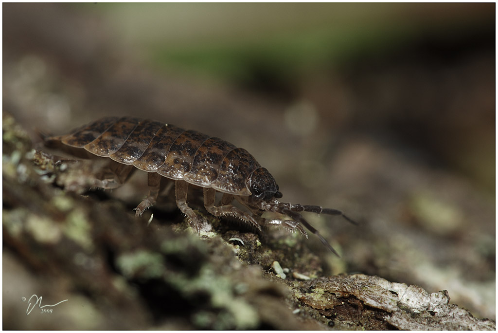 pillbug.jpg - (c) 2008 A. Dale McLean aka PS-RagE