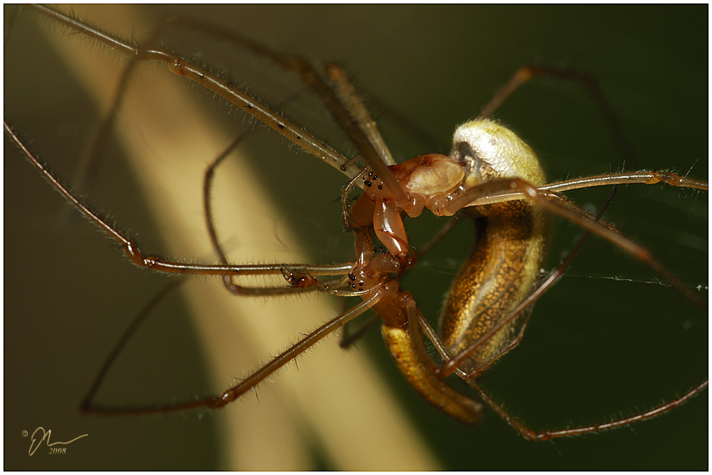 spidereatmate.jpg - (c) 2008 A. Dale McLean aka PS-RagE