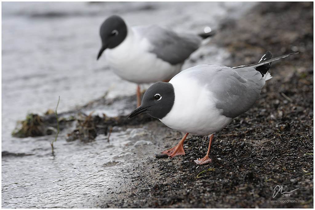 blkheadgull1.jpg - (c) 2009 A. McLean aka PS-RagE