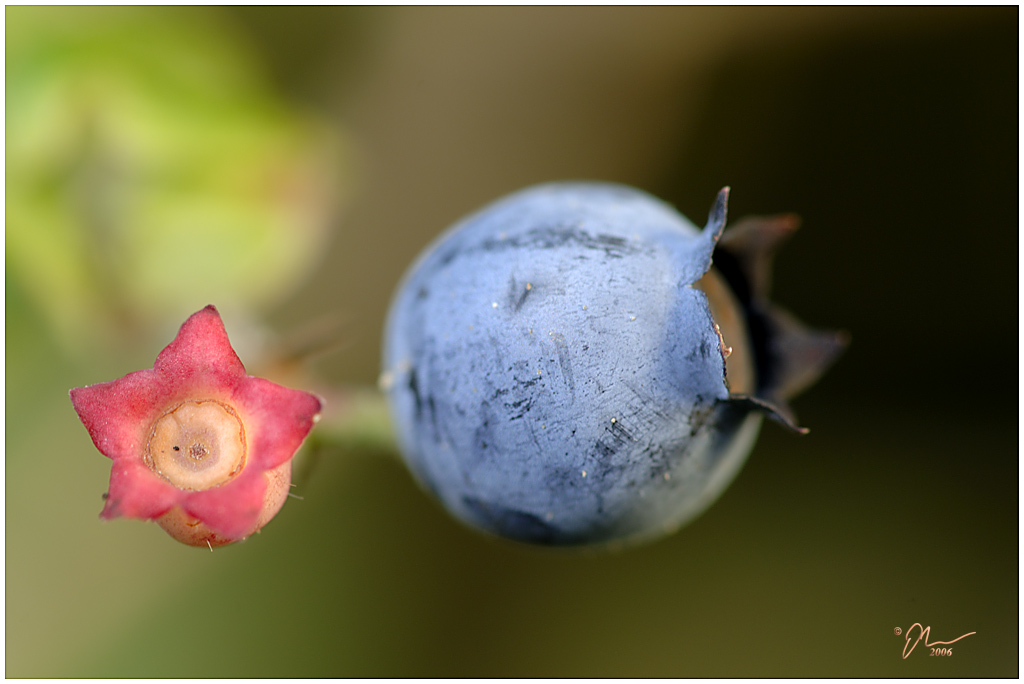 blueberry1.jpg - (c) 2006 A. Dale McLean aka PS-RagE