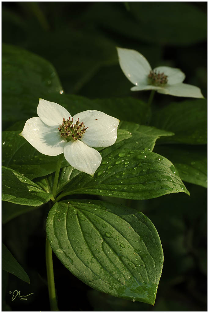 bunchberry.jpg - (c) 2006 A. Dale McLean aka PS-RagE