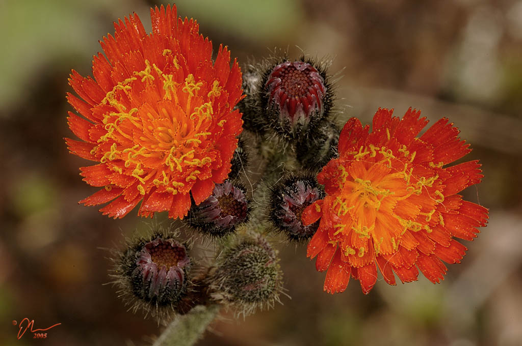 hawkweed.jpg - (c) 2005 A. Dale McLean aka PS-RagE