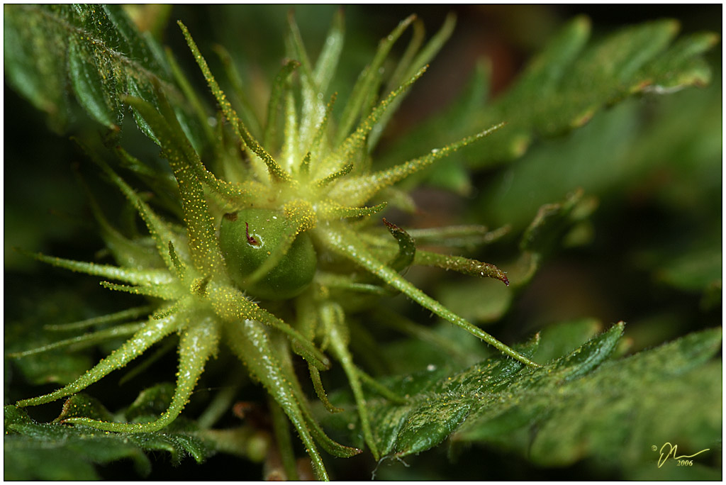 prickle.jpg - (c) 2006 A. Dale McLean aka PS-RagE