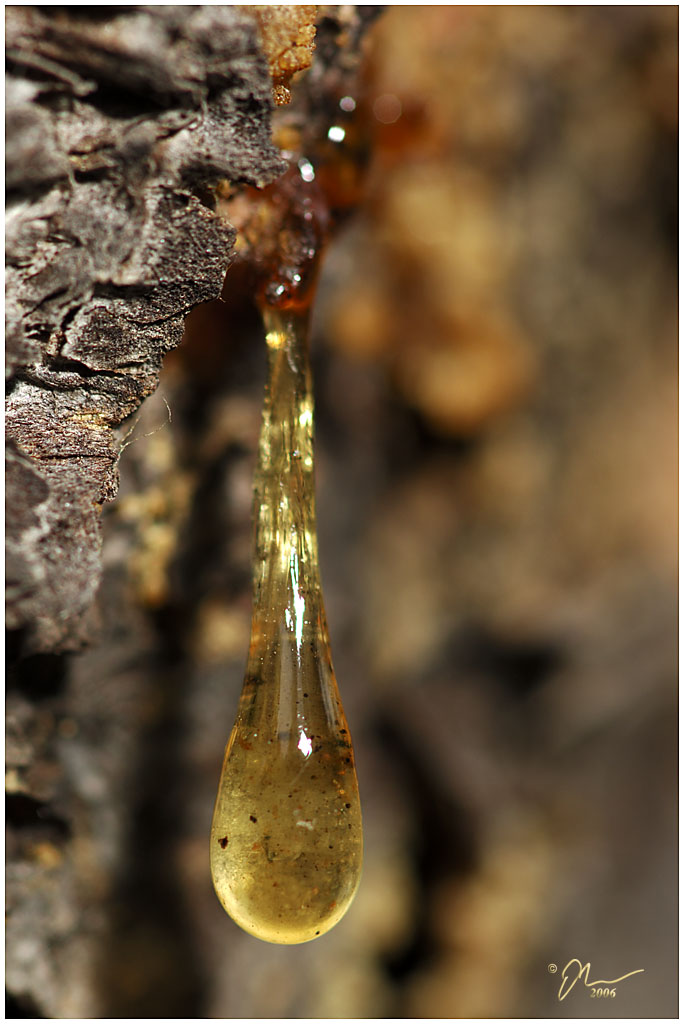 sapdrop.jpg - (c) 2006 A. Dale McLean aka PS-RagE