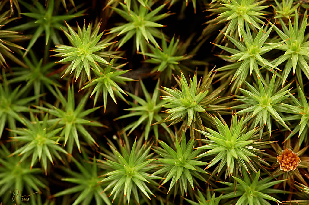 spikes.jpg - (c) 2005 A. Dale McLean aka PS-RagE