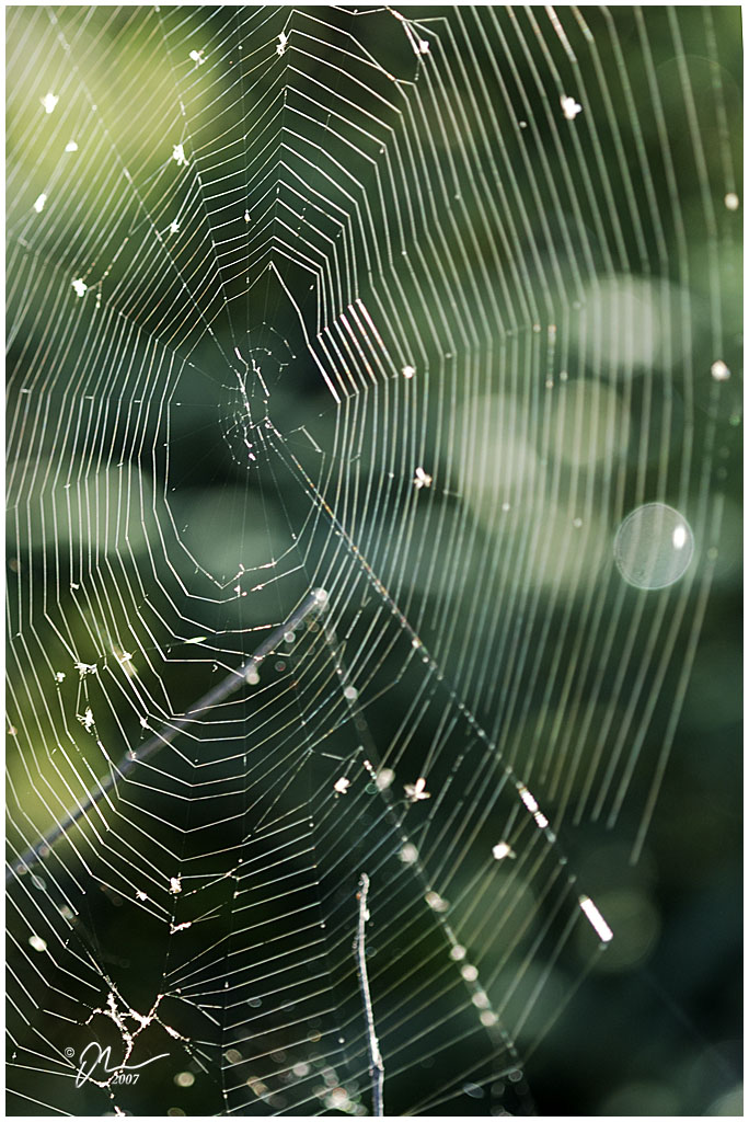 web.jpg - (c) 2007 A. Dale McLean aka PS-RagE