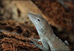anole4