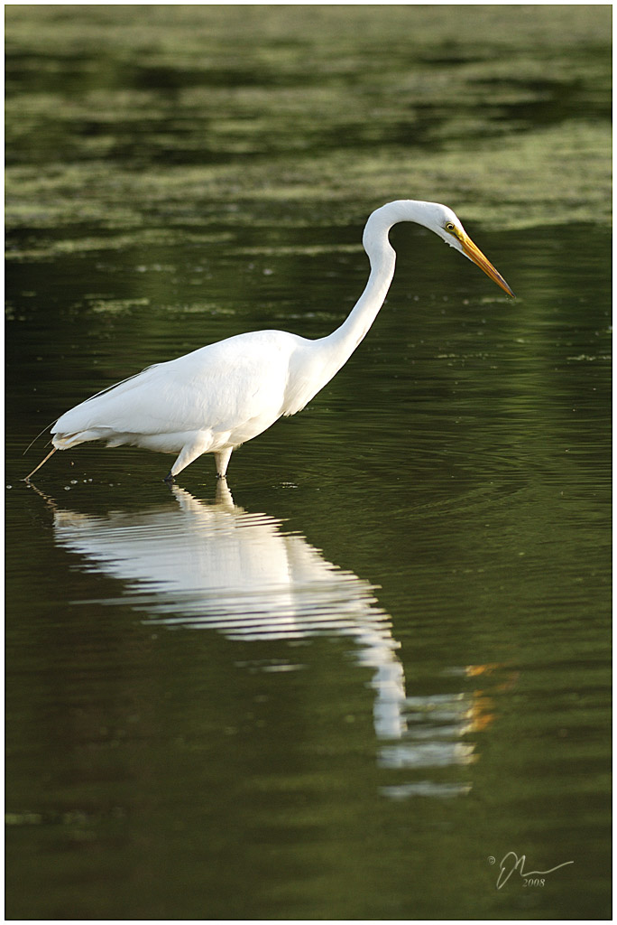 egret3.jpg