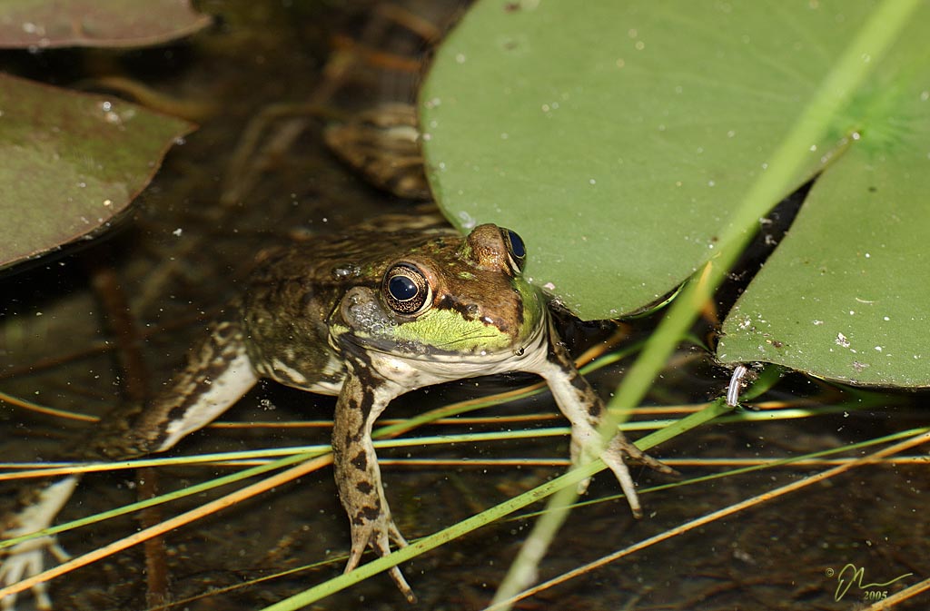 frog1.jpg - (c) 2005 A. Dale McLean aka PS-RagE
