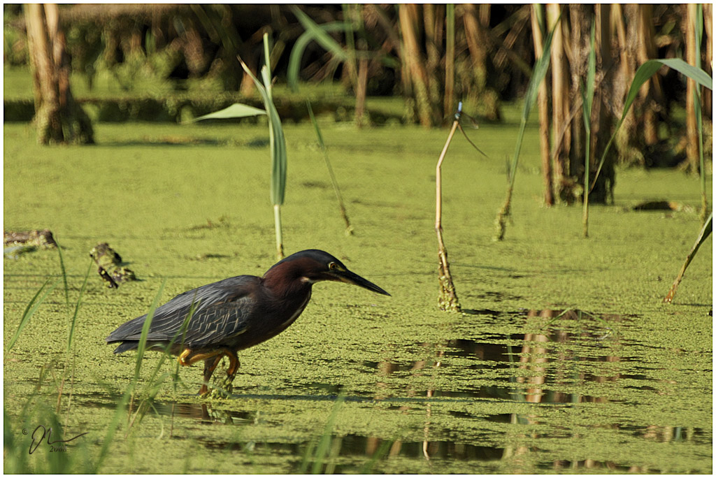 greenheron.jpg