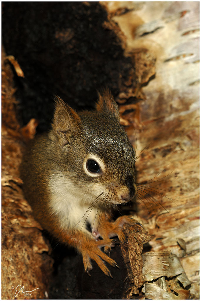 squirell.jpg - (c) 2006 A. Dale McLean aka PS-RagE
