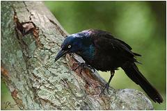 blackbird