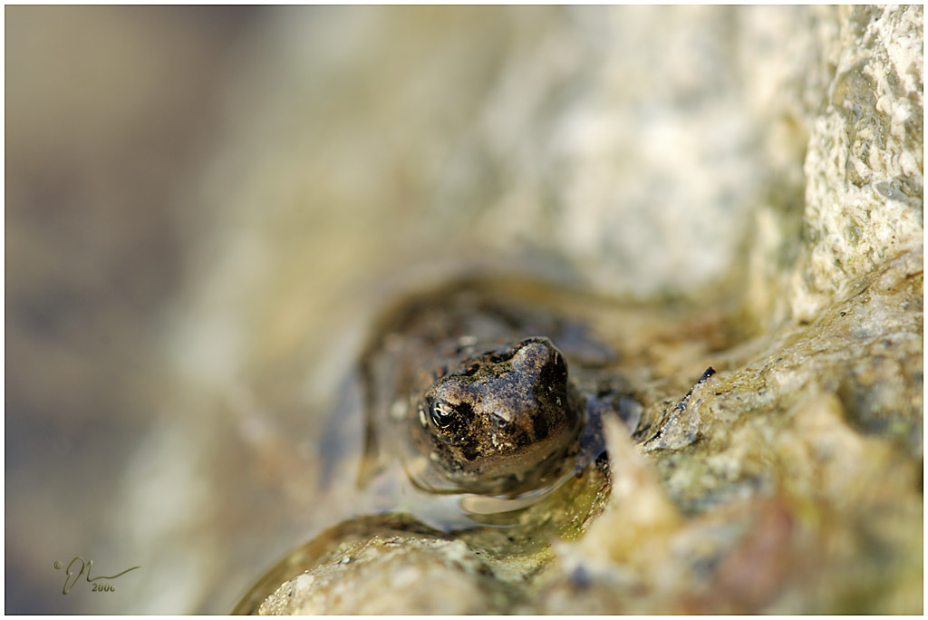 tinytoad.jpg - (c) 2006 A. Dale McLean aka PS-RagE