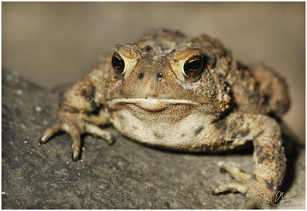 toad3.jpg